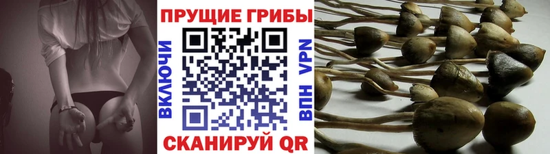Псилоцибиновые грибы Psilocybine cubensis  наркошоп  Абдулино 